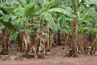a large group of banana trees in a field