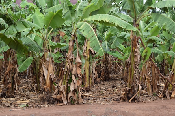a large group of banana trees in a field