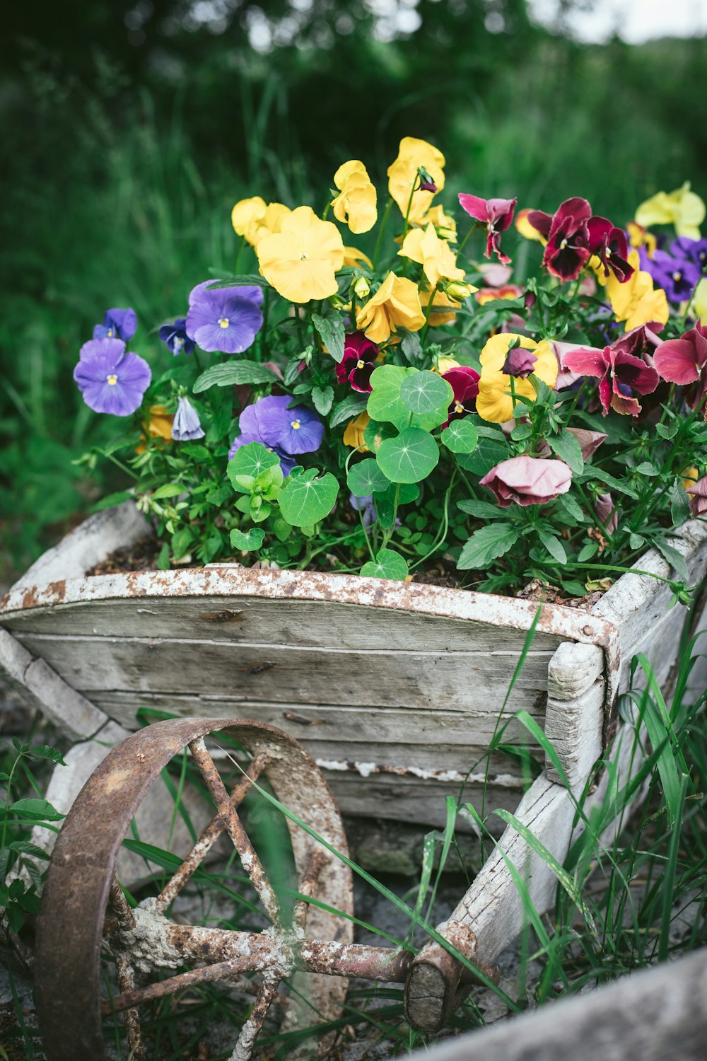 a wheelbarrow filled with flowers in a field