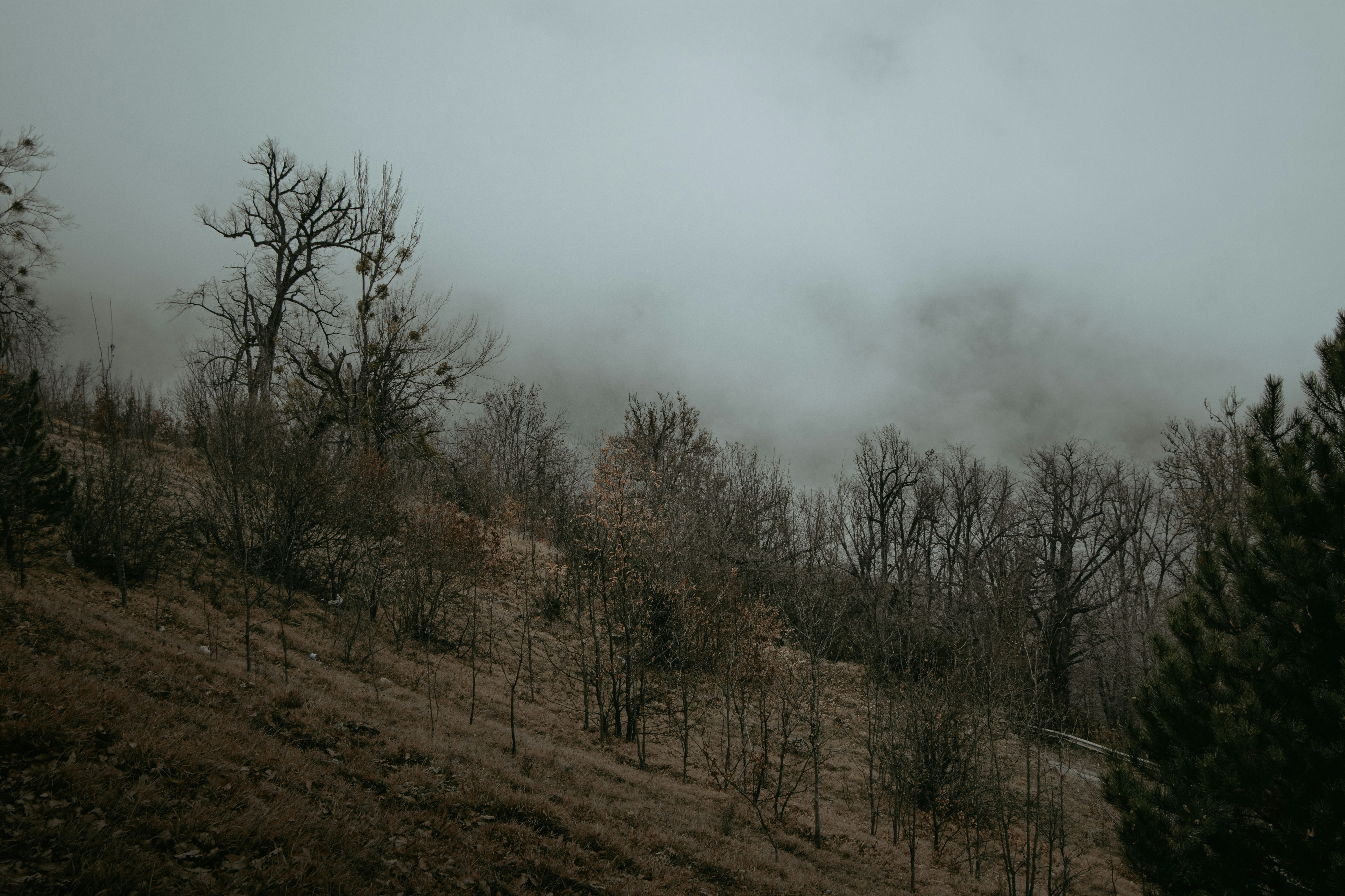 Photo by mahdibafande