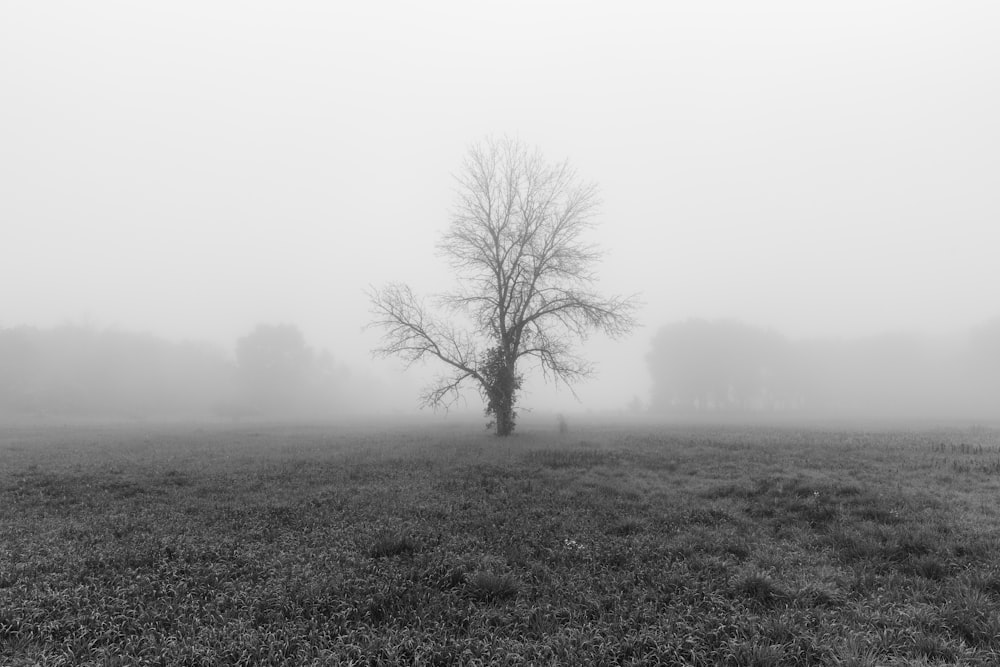 a lone tree in a foggy field