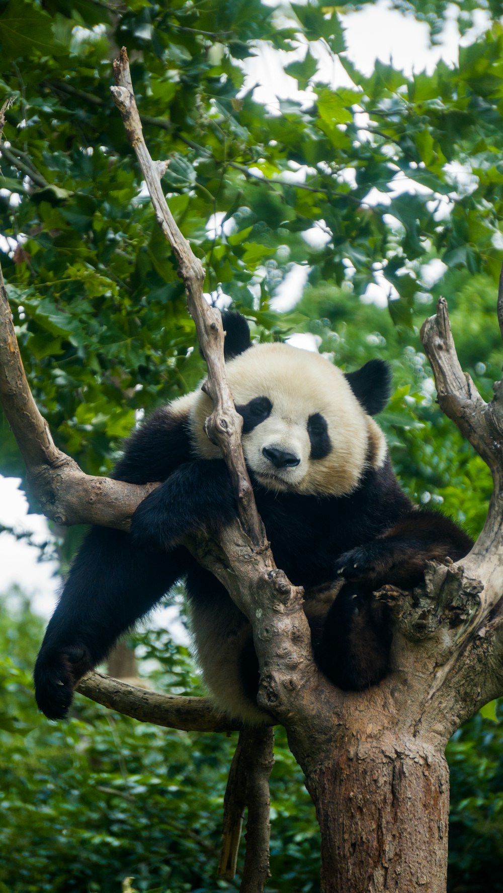 a panda bear sitting on top of a tree branch