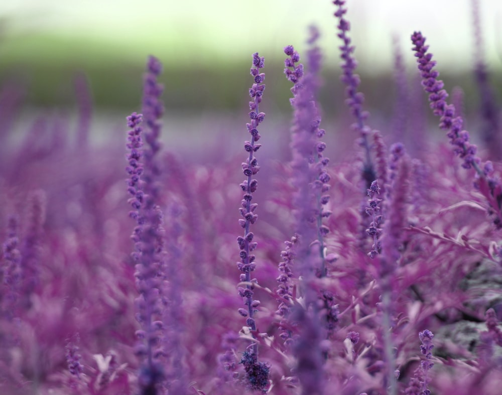 a field of purple flowers with a blurry background