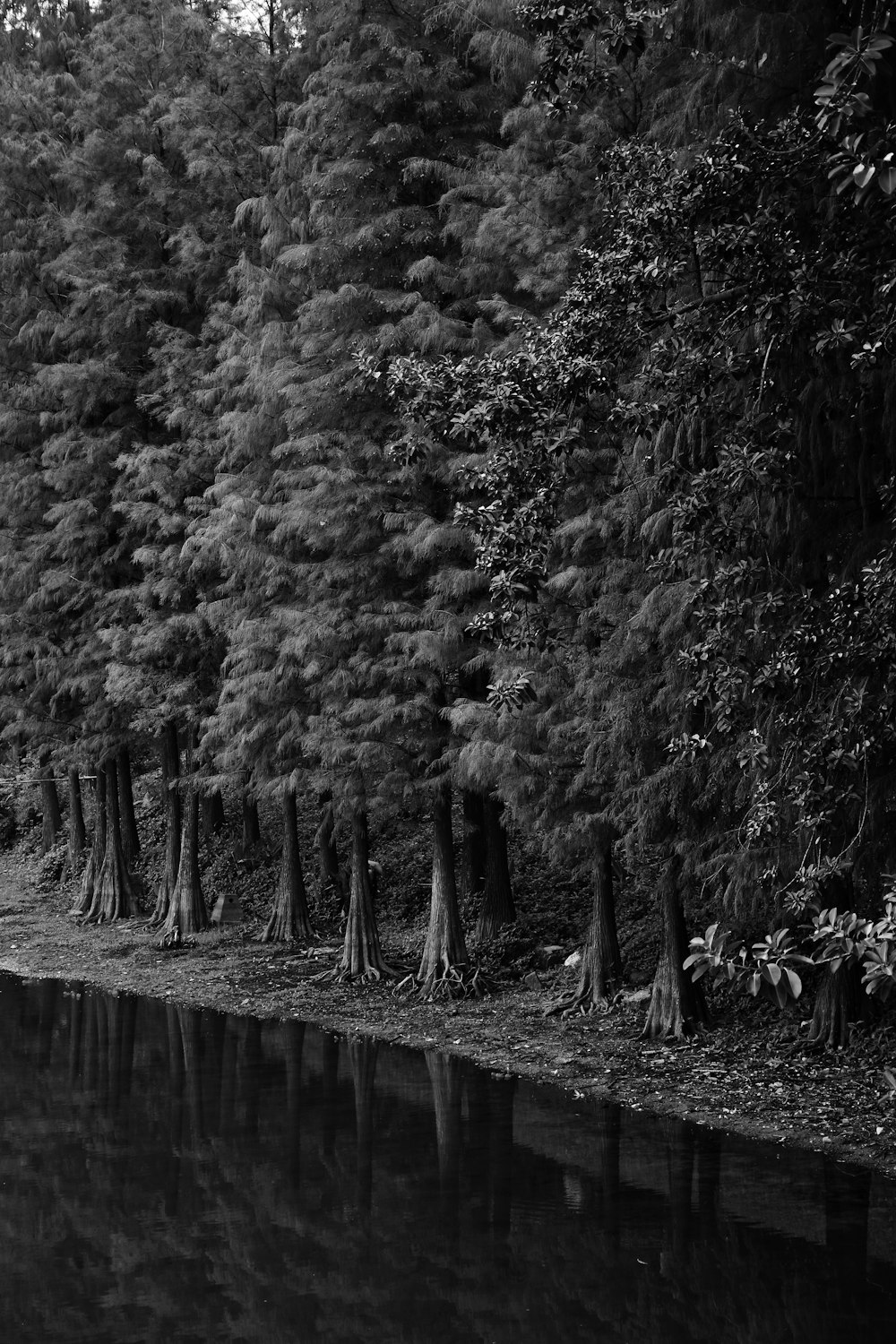 a black and white photo of trees and water