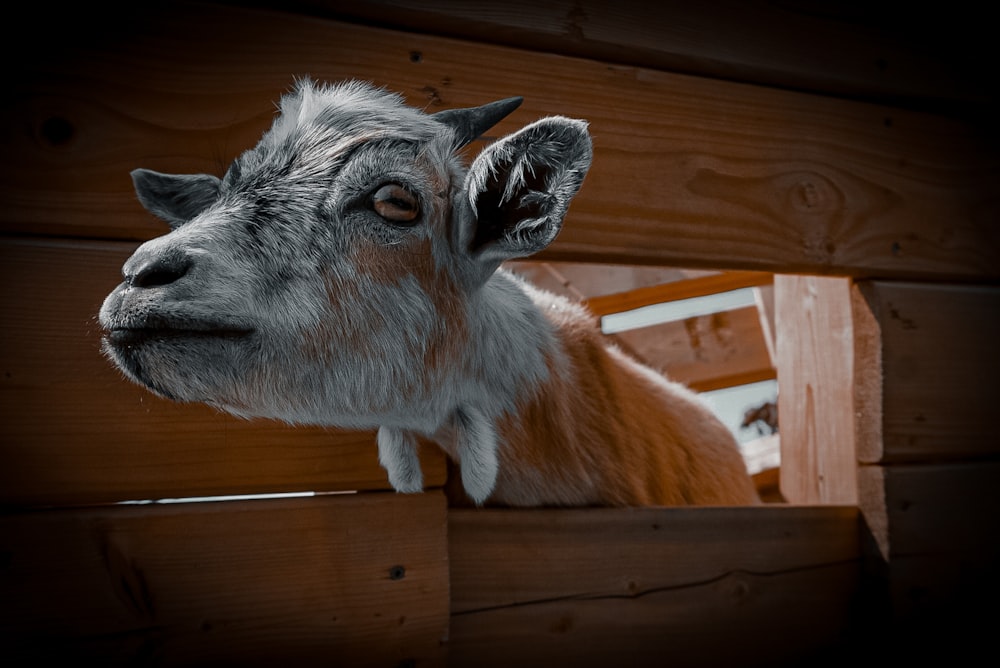 a close up of a goat sticking its head over a fence