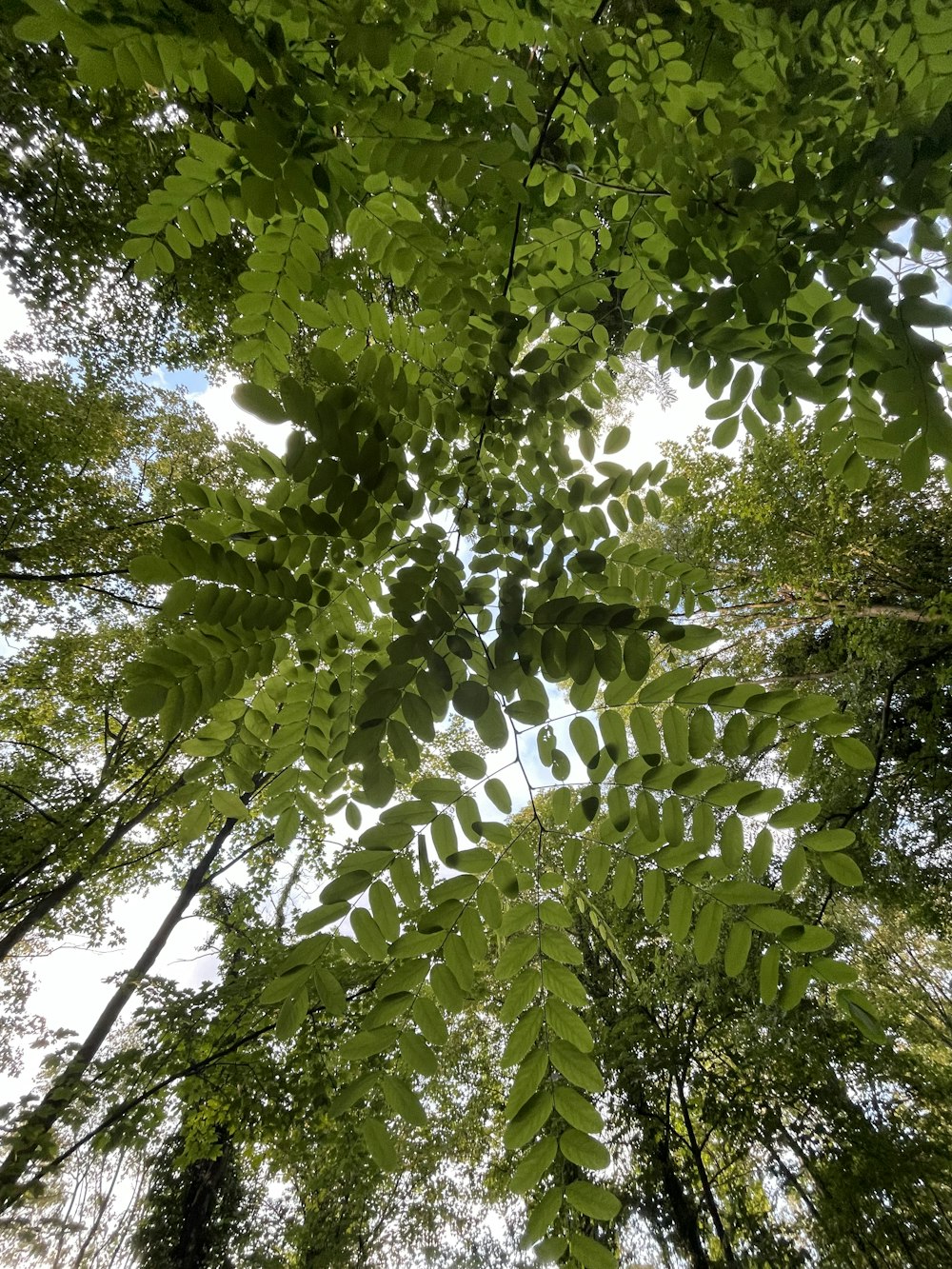 looking up into the canopy of a tree in a forest