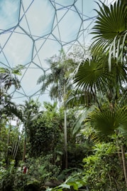 the inside of a glass dome in a tropical forest