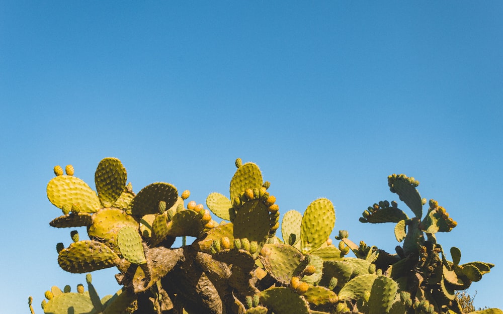 a bunch of cactus plants with a blue sky in the background