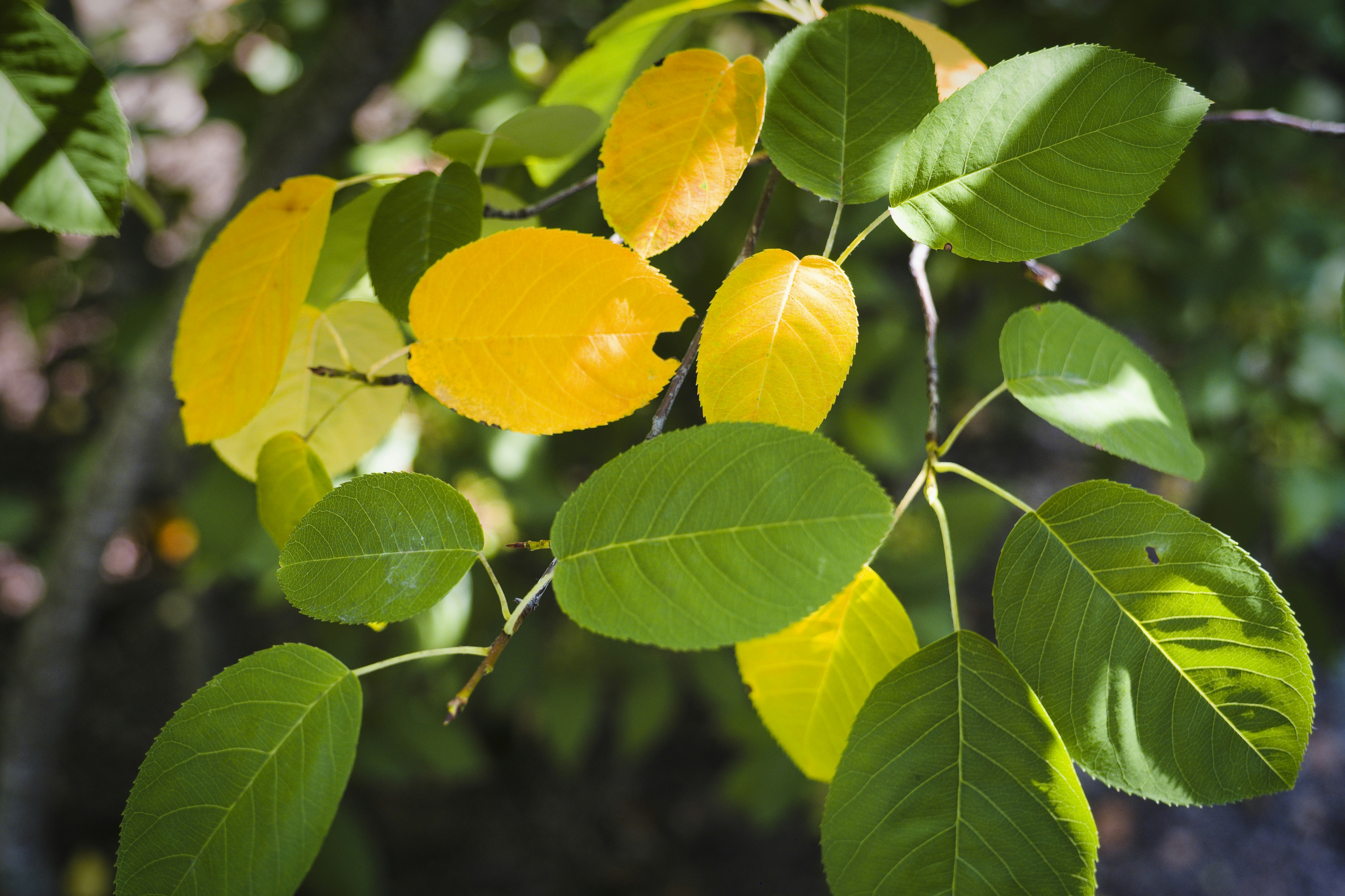 a close up of a tree branch with leaves