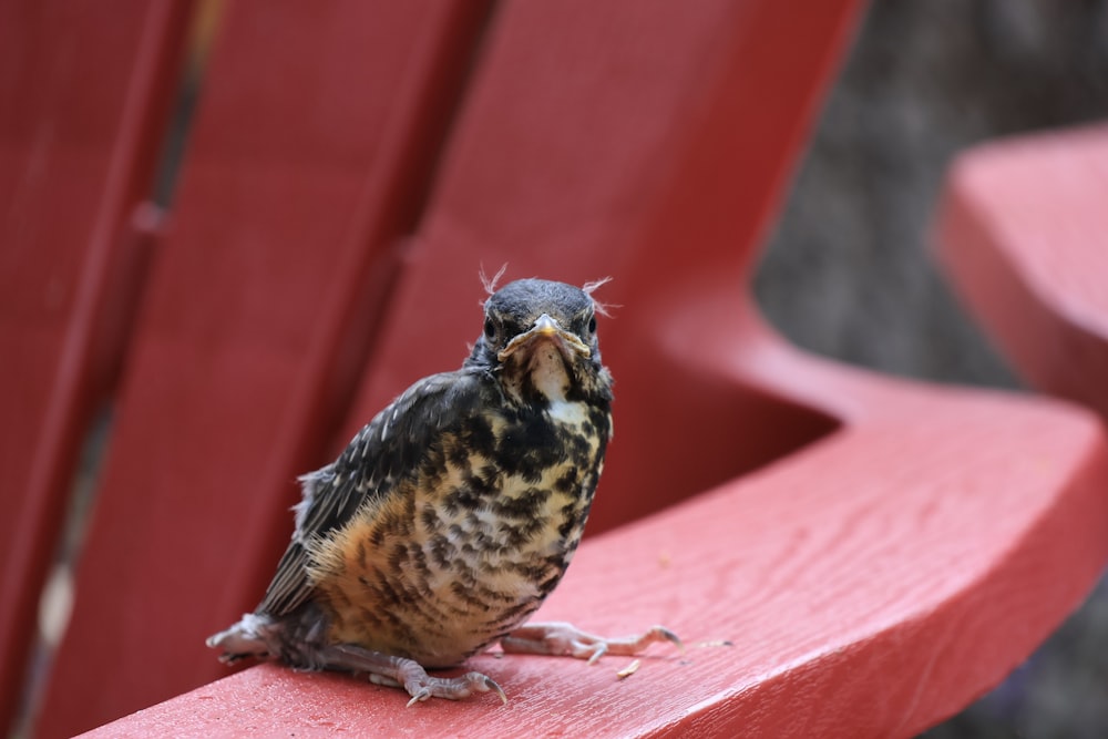 um pequeno pássaro sentado em cima de um banco vermelho
