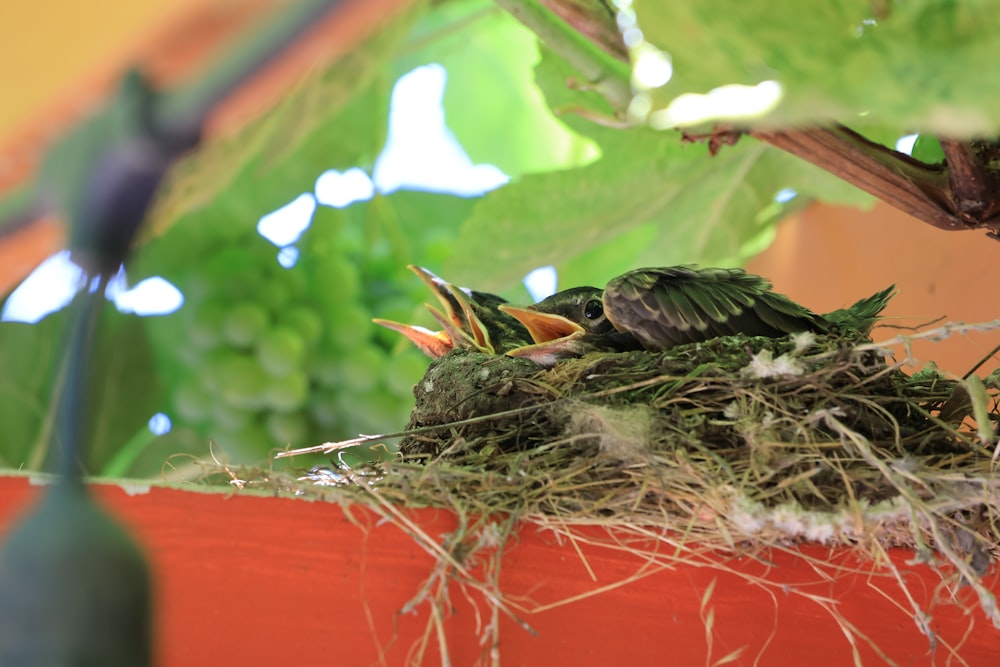 a couple of birds sitting on top of a nest