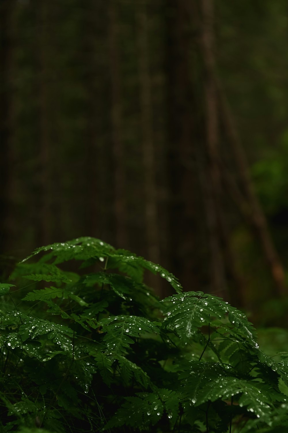 a green plant with water droplets on it