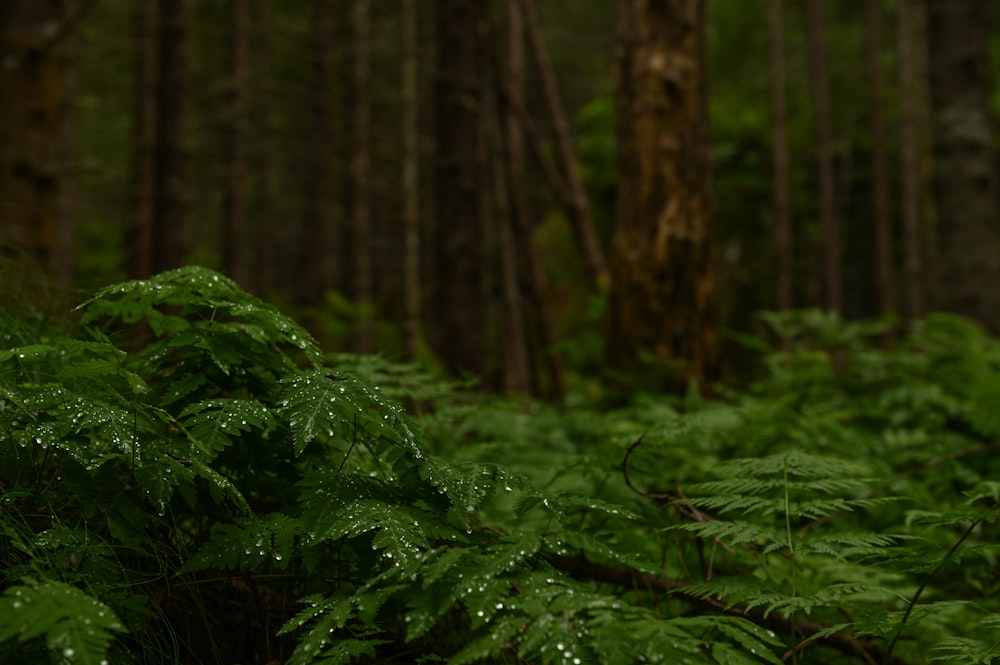 a lush green forest filled with lots of trees