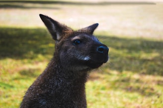 Close-up of a classic Aussie kangaroo cap resting on a rustic wooden table.