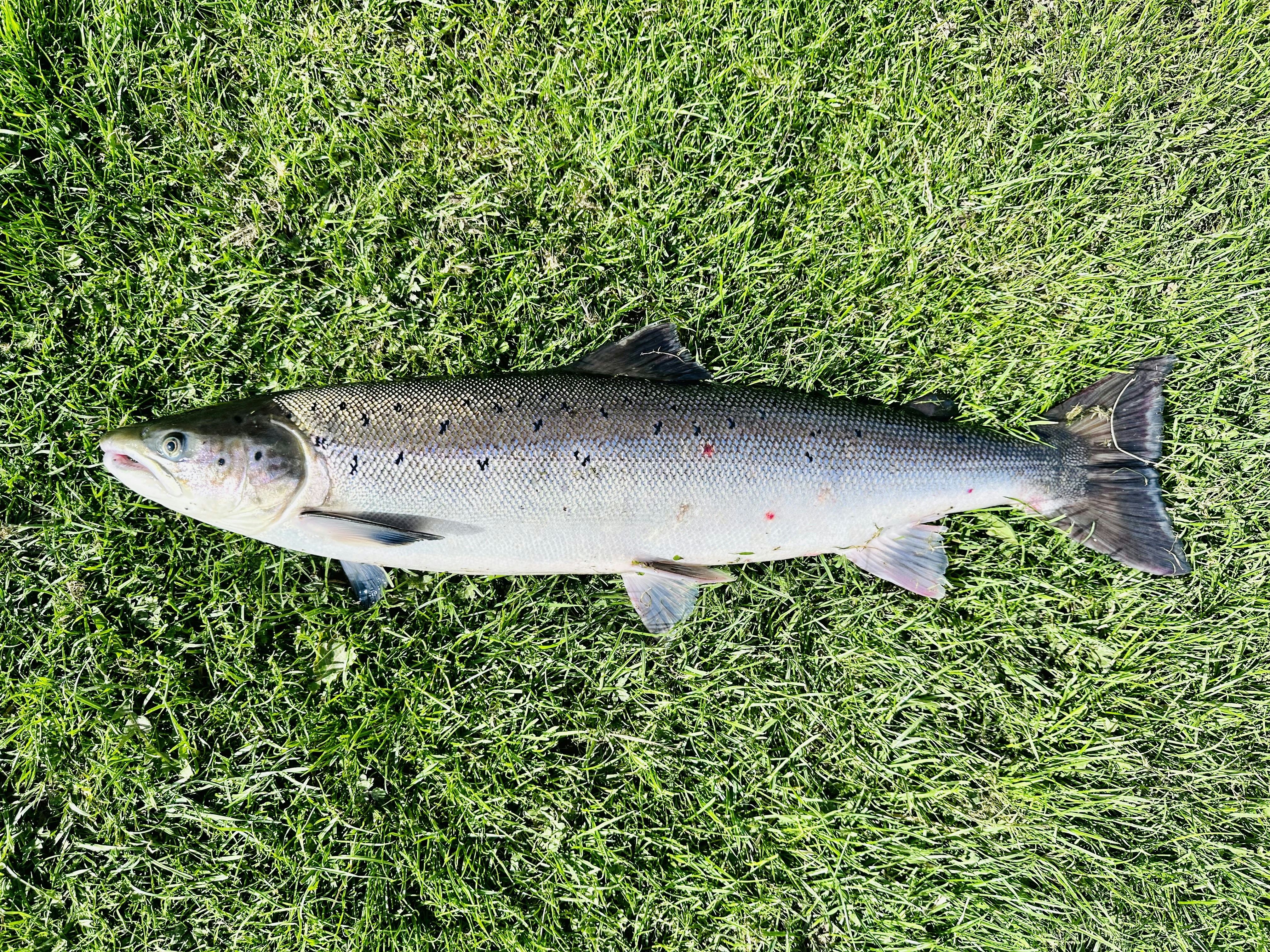 a fish that is laying in the grass