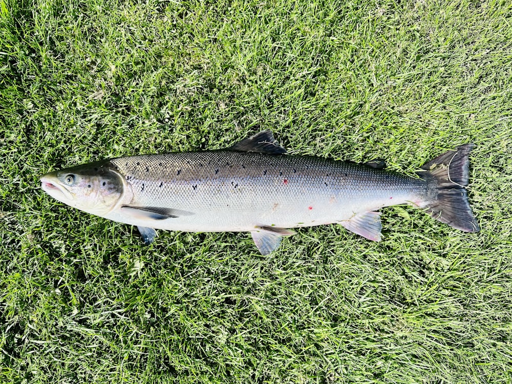 a fish that is laying in the grass