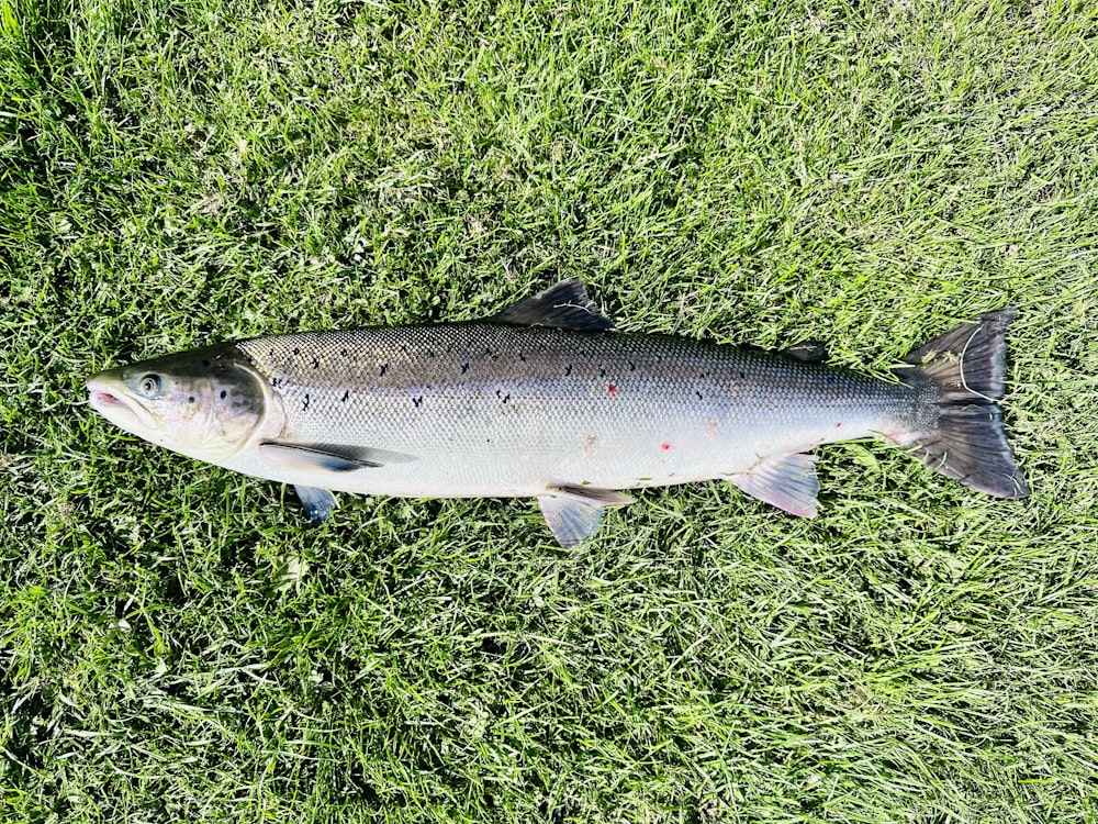 un pesce che giace nell'erba