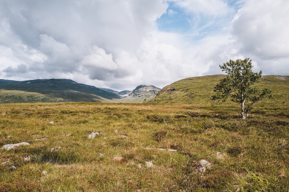 a lone tree in a grassy field with mountains in the background