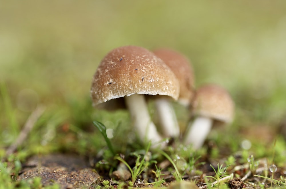 a close up of two mushrooms in the grass