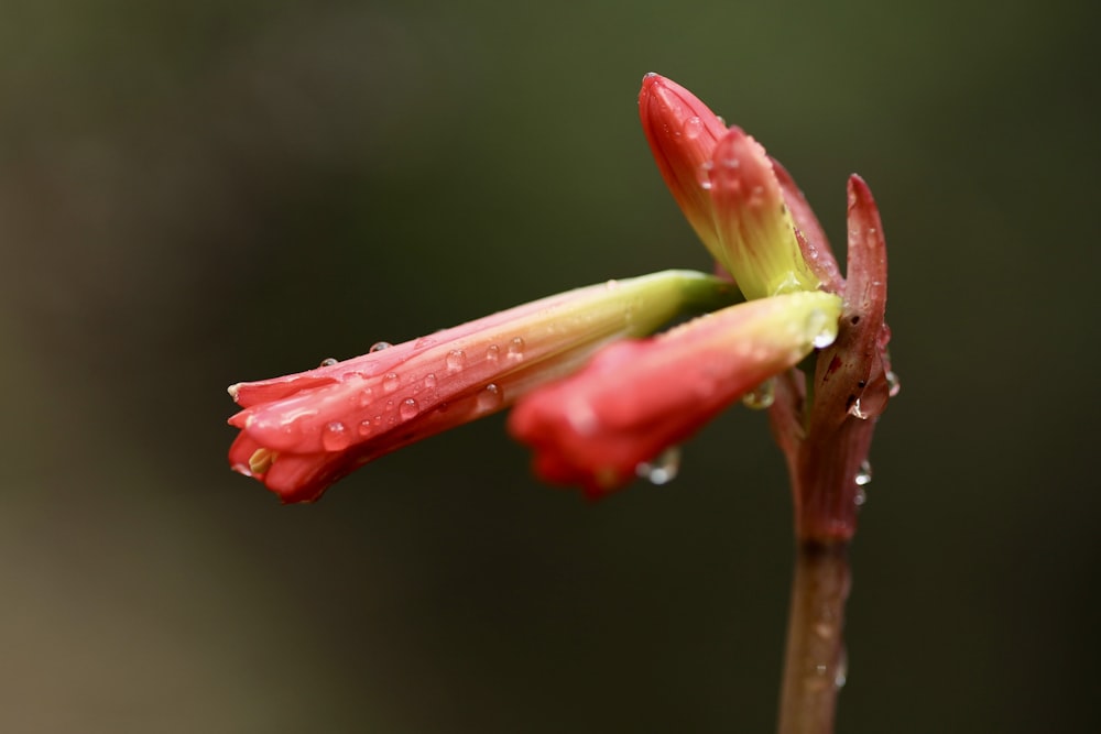 une fleur rouge avec des gouttes d’eau dessus
