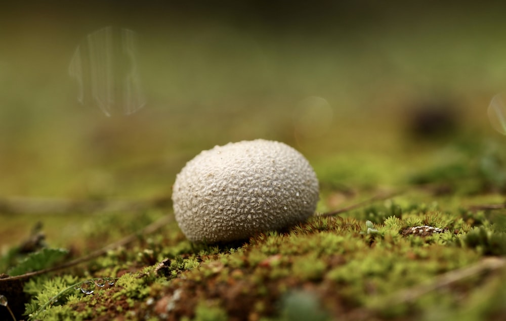 a white mushroom sitting on top of a moss covered ground