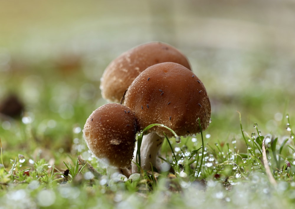 three mushrooms sitting on the ground in the grass
