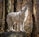 a wolf standing on a rock in the woods