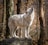 a wolf standing on a rock in the woods