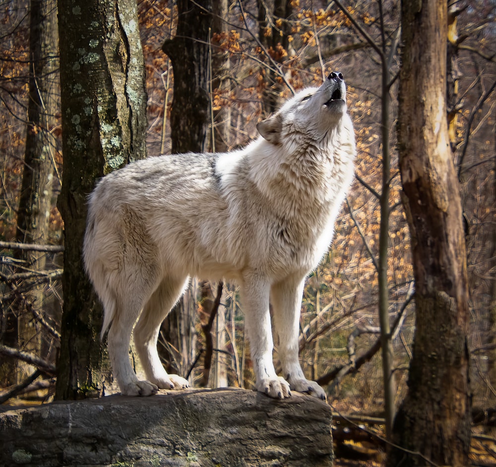 a wolf standing on a rock in the woods