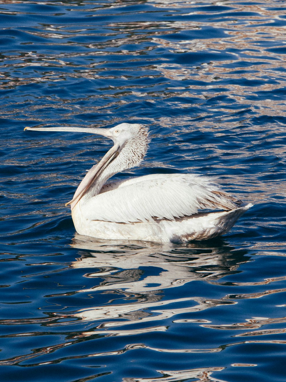 a large white bird floating on top of a body of water