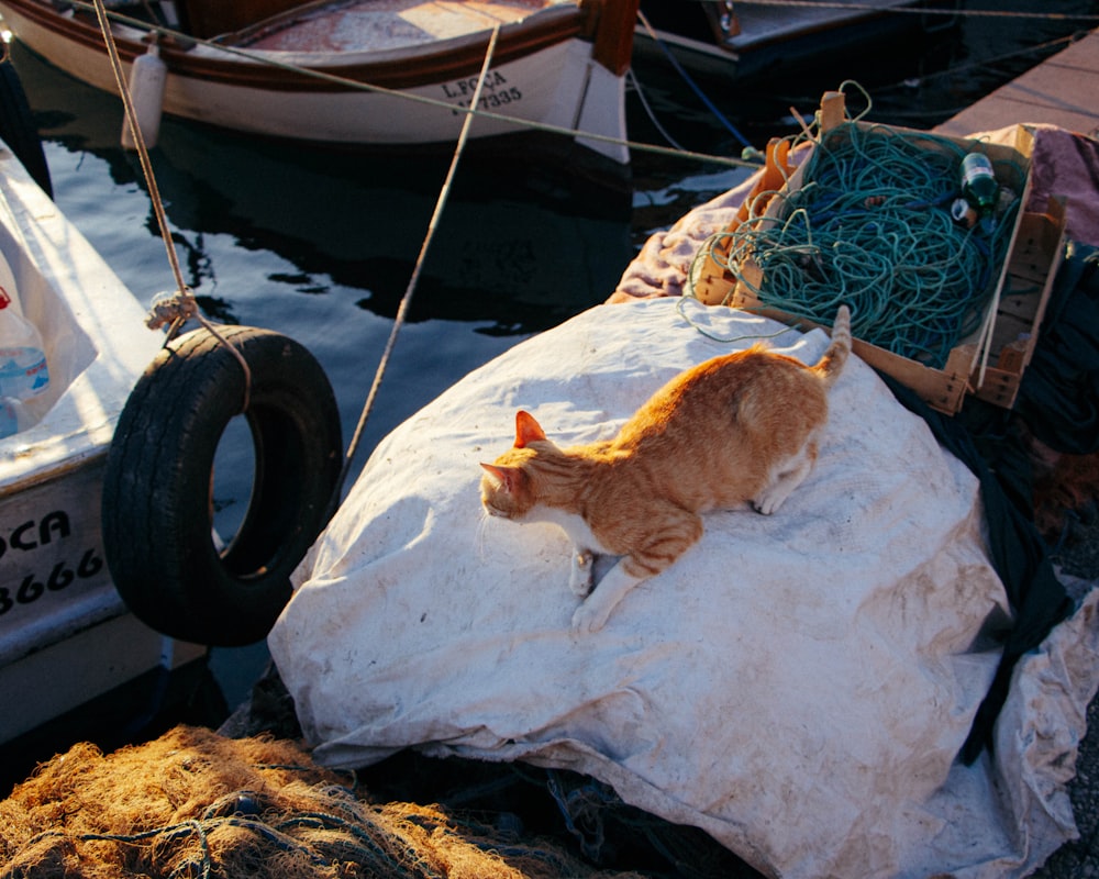a cat laying on a piece of paper next to a boat
