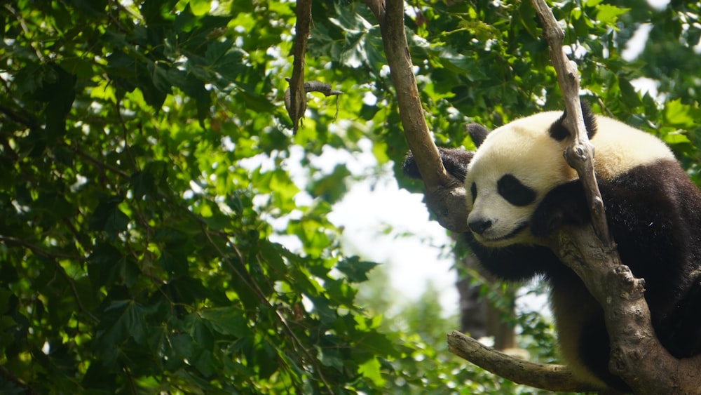 a panda bear sitting on a tree branch