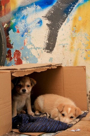 The Joy of Raising AKC Boxer Puppies: A Family’s Journey