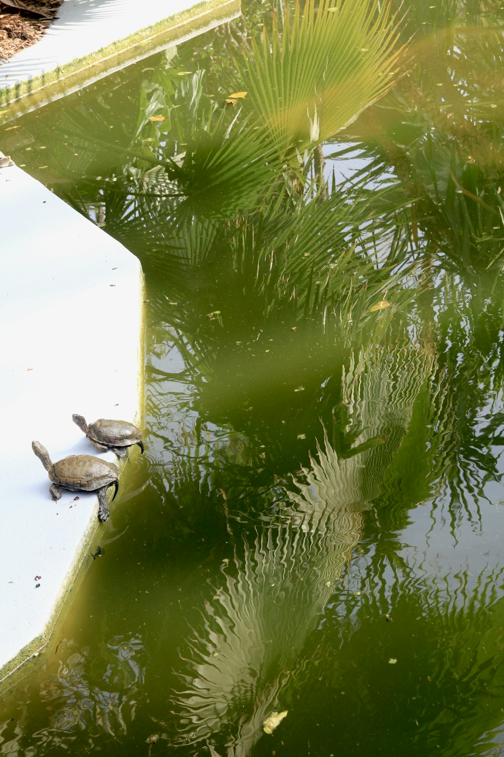 a couple of birds that are standing in the water