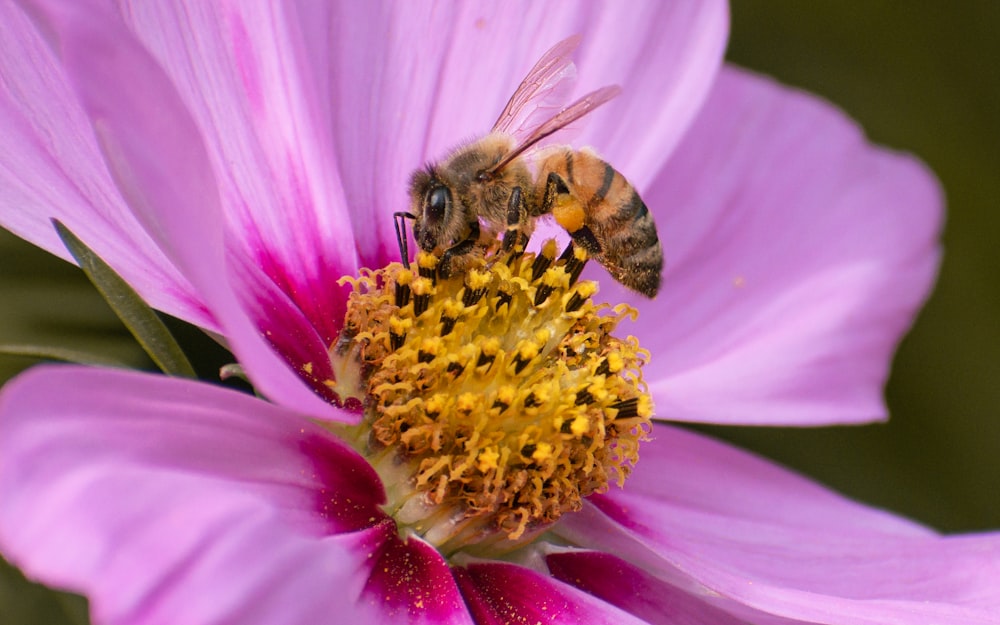 uma abelha está sentada em uma flor rosa