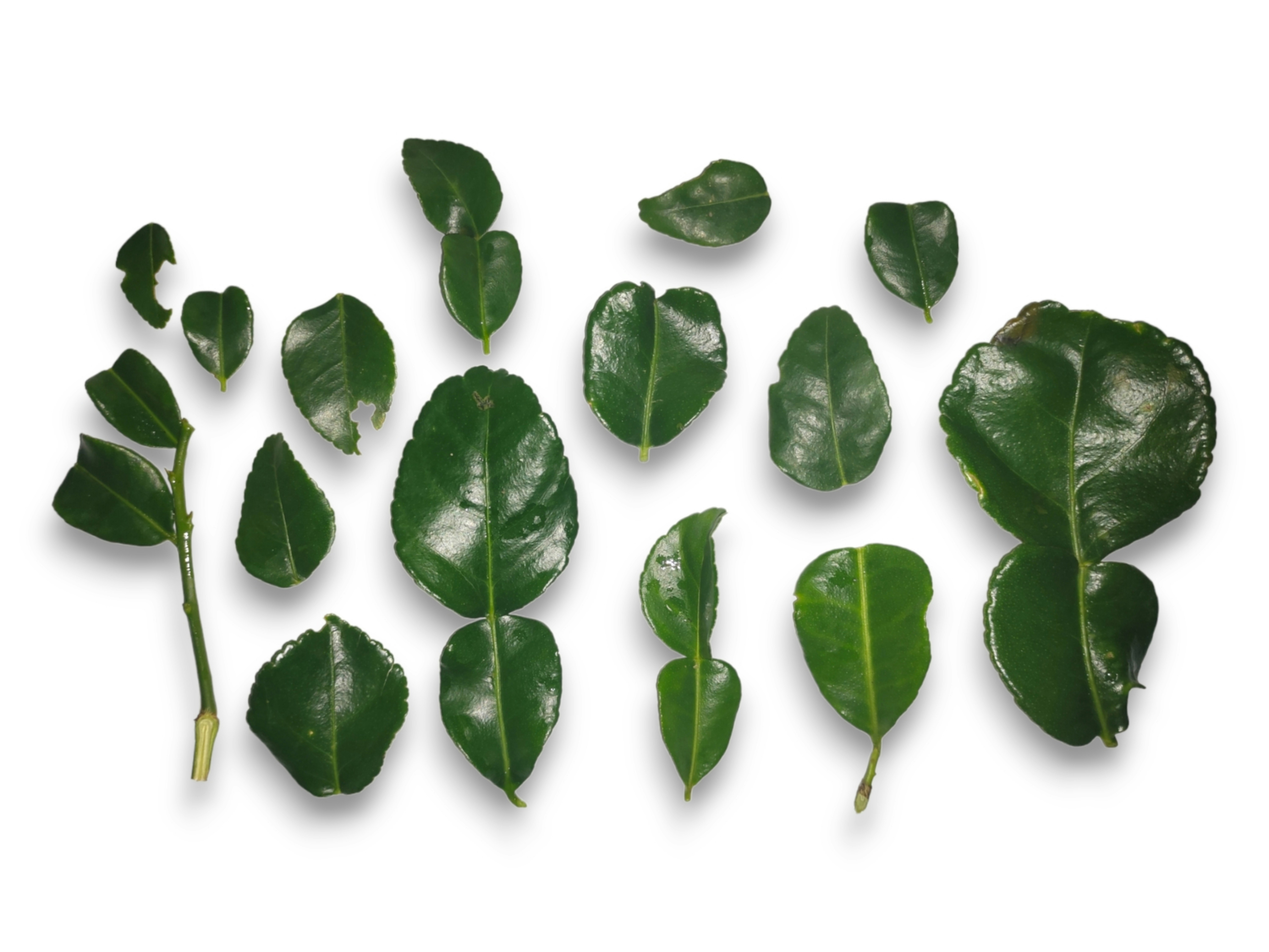 Various types of Grabba leaves