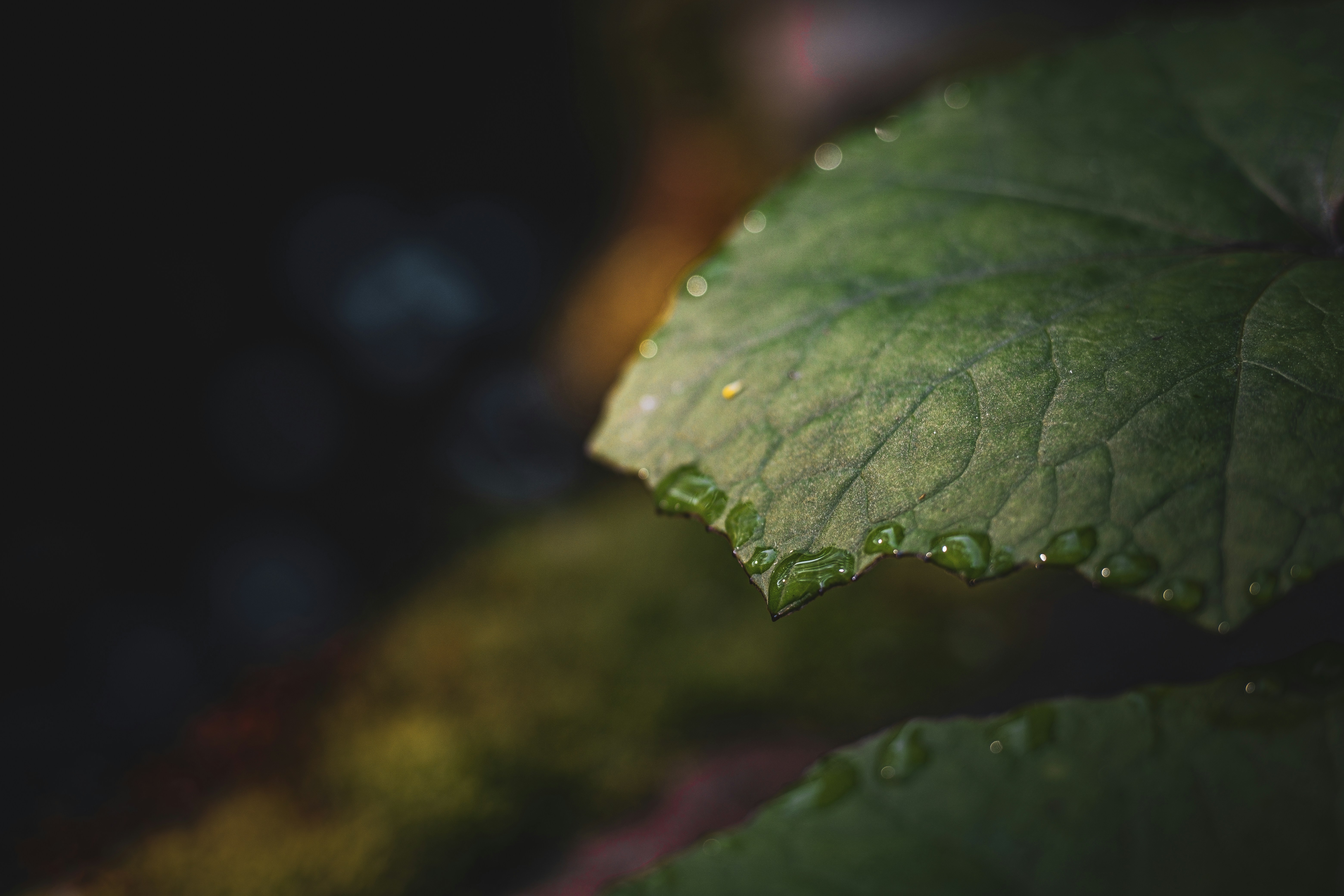 Photo by veronasenpai