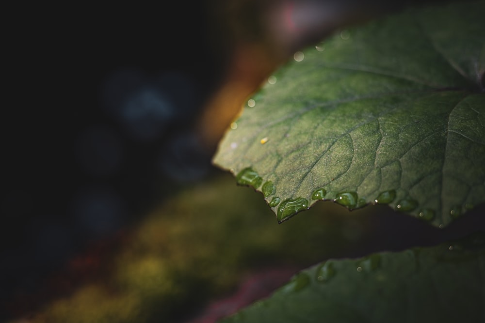 a green leaf with drops of water on it