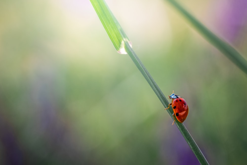 a ladybug sitting on top of a green blade of grass
