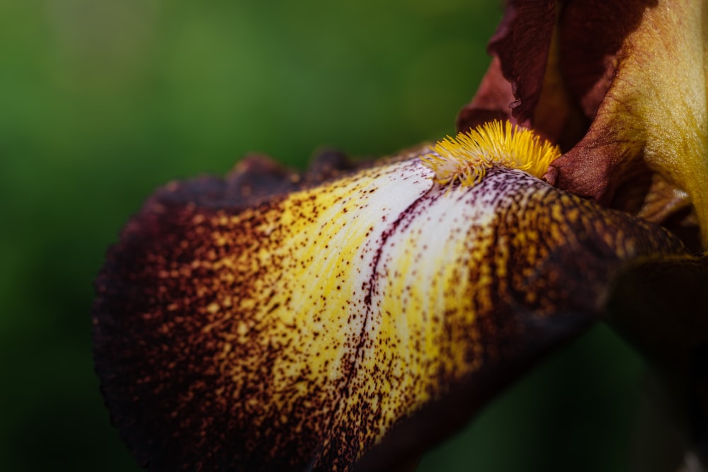 a close up of a flower with a blurry background