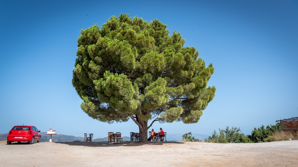 a red car parked next to a large tree