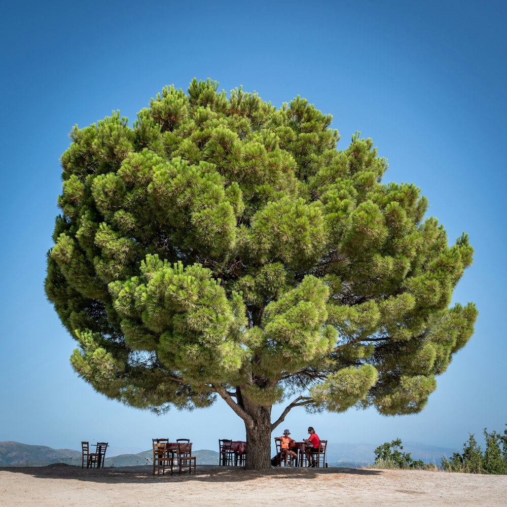 a group of people sitting at a table under a tree