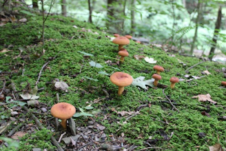 a group of mushrooms that are on the ground