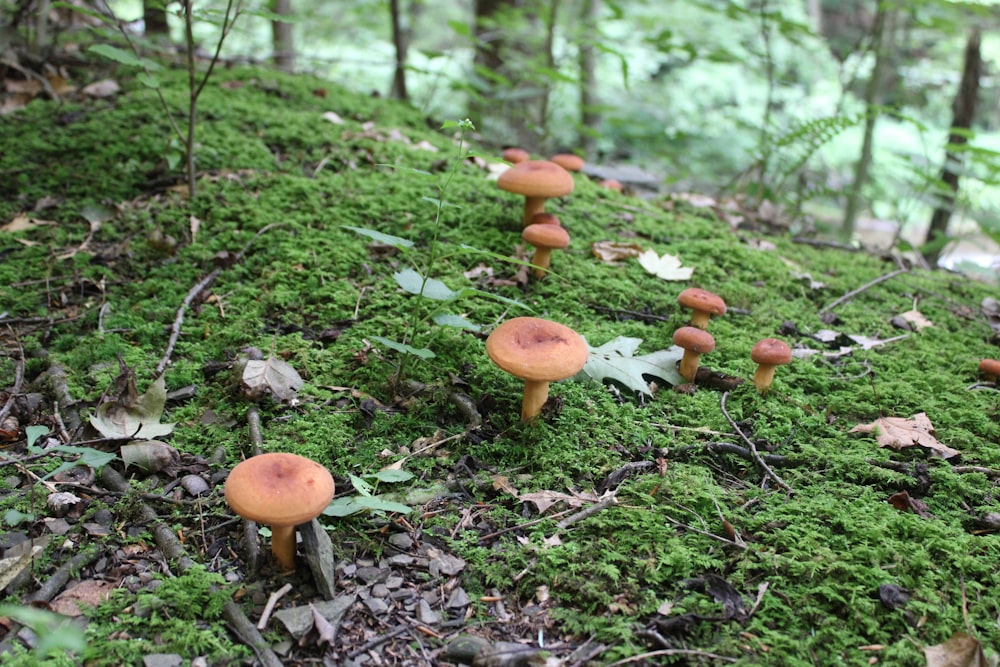 a group of mushrooms that are on the ground