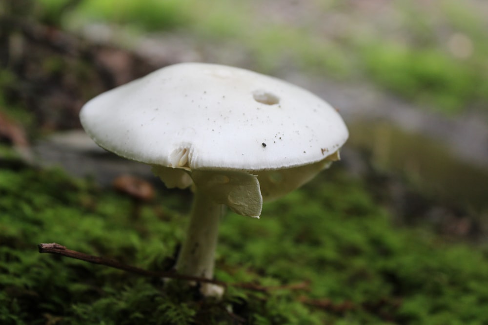 a close up of a mushroom on a mossy surface