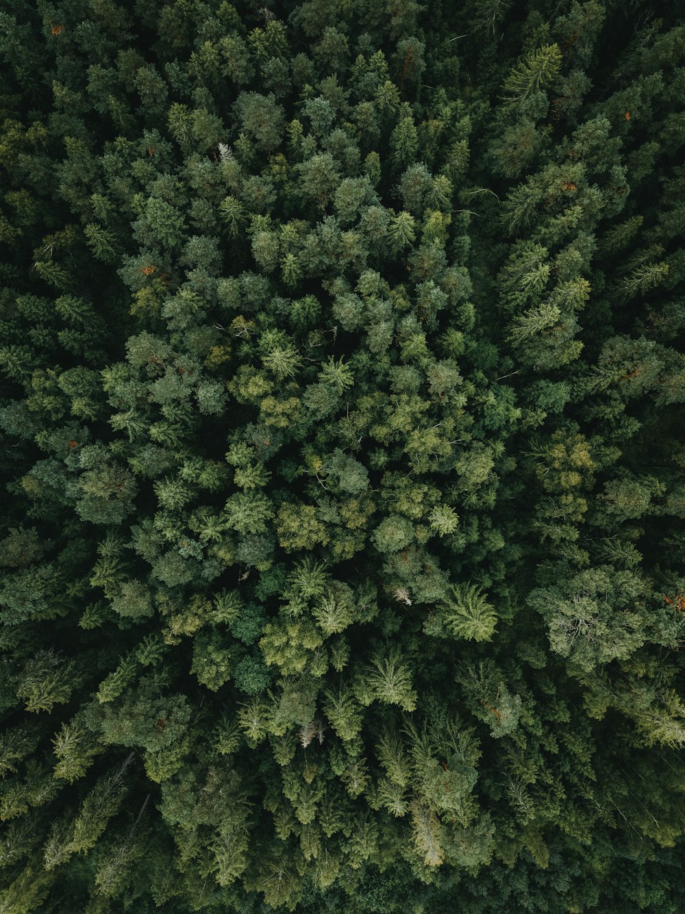 an aerial view of a forest from above
