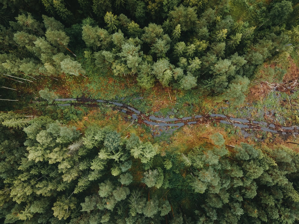 an aerial view of a road in the middle of a forest