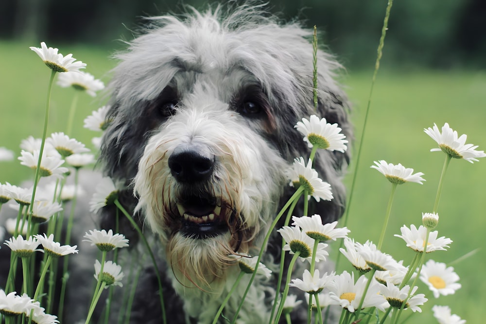 a dog standing in a field of daisies