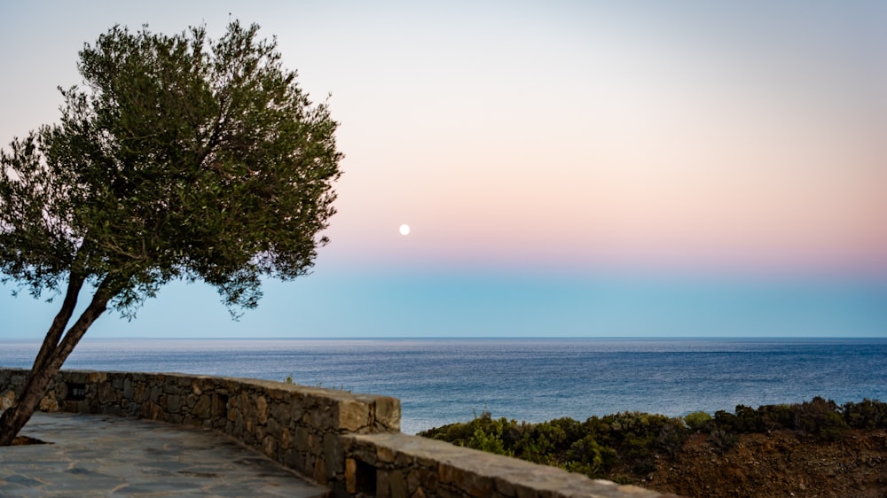 a lone tree on a stone wall overlooking the ocean
