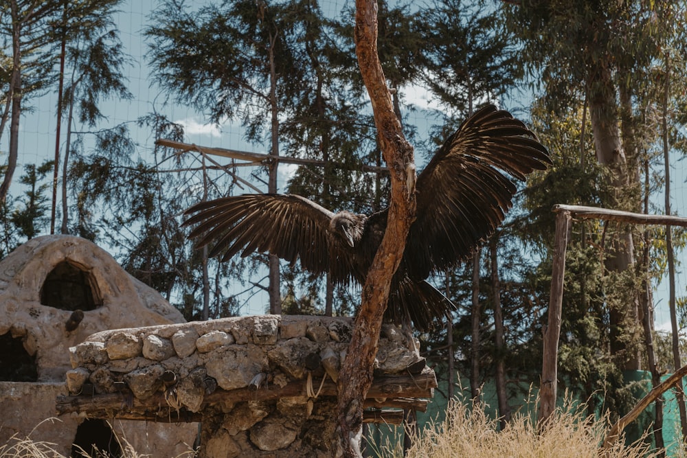 a large bird spreads its wings on a tree